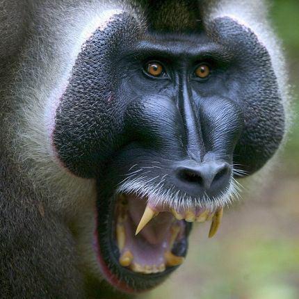 Maymunlar her yl uak kazalarndan daha fazla insan lmne neden oluyor.