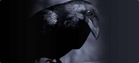 En zeki hayvanlardan biri olarak kabul gren kargalar, tpk insanlar gibi yal ebeveynlerini yllar sonra gidip ziyaret ederler.