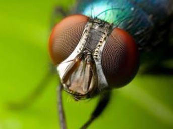 Sinekler ellerini ovuturup kafalarndan geirme hareketini, uarken yapan moleklleri temizlemek iin yaparlar.