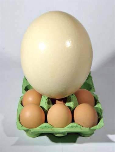 En byk ku yumurtas devekuunundur. 15 - 20 santimetre uzunluunda ve ortalama 1.7 kilogram arlndadr. Kaynatlarak piirilmesi 40 dakika srer.