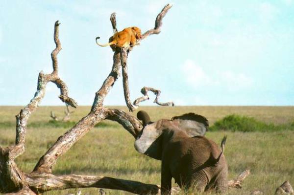 fkeli filin gazabna urayan aslan kurtuluu aaca kmakta buldu.