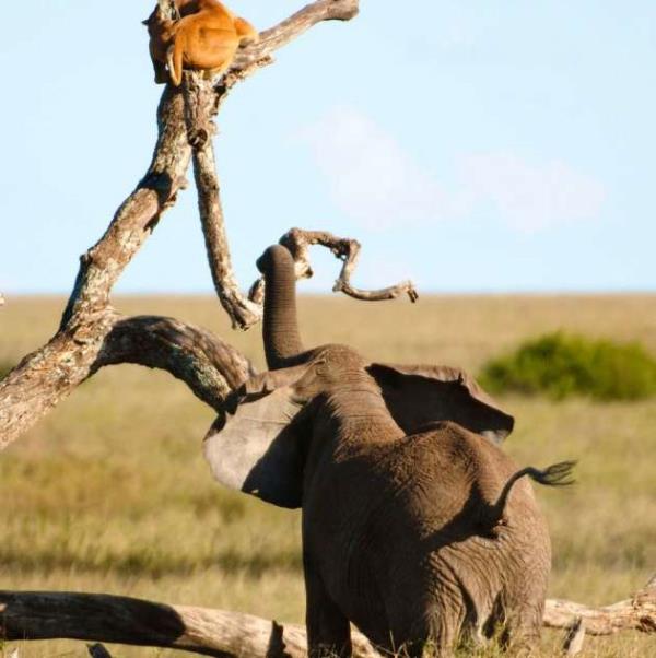 Yaanan bu anlar blgede safari yapan fotoraflar kare kare grntledi..