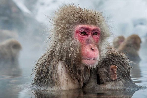 Jigokudani Monkey Park - Japonya