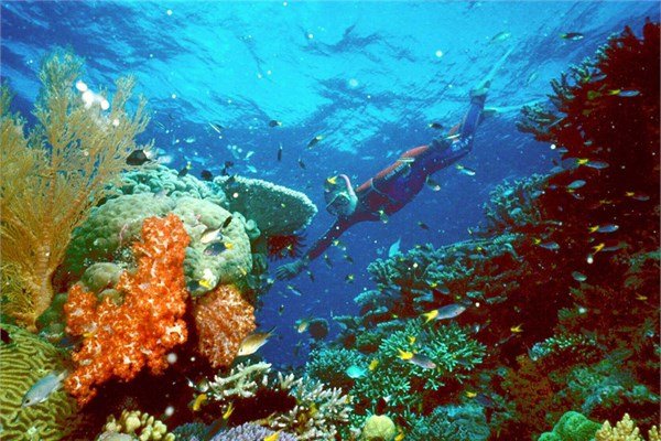 Great Barrier Reef - Avustralya