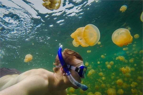Jellyfish Lake - Palau