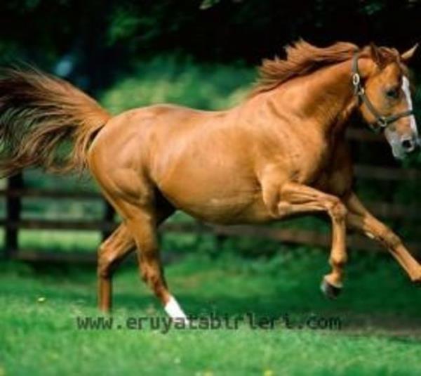 Ryada At Grmek: Ryada at grmek ok hayrl bir ryadr. Gsterili bir at grmeniz byk bir messeseye sahip olacanza ve mutlu olacanza iarettir. At grmek muradnza ereceinize iaret eder ve hayra yorulmaktadr.