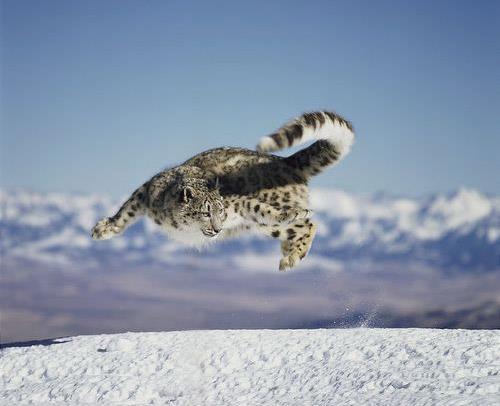 En kk olan byk kedi; Dnyann en kk byk kedi tr kar leopardr. Orta ve gney Asya da sralarnda yaayan bu tr bulunduunda kafa ve vcut uzunluu 0,75 &#8211; 1,3 metre (kuyruk uzunluu 0,8 &#8211; 1 metre), omuz ykseklii 0,6 metre. Ekstra byk erkek olan 75 kilo olmasna ramen genellikle 27 ile 55 kg gelmektedirler.