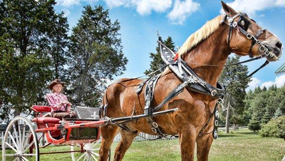 Dnyann en uzun at; 11 yandaki 210,2 cm boyundaki Belikal &#8216;Byk Jake&#8217; dnyann en uzun at.