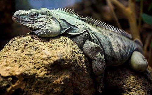 En uzun yaayan kertenkele; 1950 ylnda, yetikin erkek Grand Cayman mavi iguana, doa bilimci Ira Thompson tarafndan canl olarak yakaland. ra Thompson tahmini olarak onun 15 yanda olduunu syledi. 1985 ylnda iguana Thompson satn alnp onu 1990 ylnda Teksas AK Glady Porter hayvanat bahesine balayan bir hayvan tccar tarafndan Amerika&#8217;ya ithal edildi.