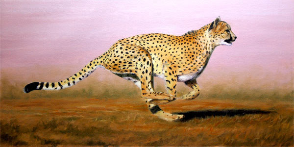 Yeryzndeki en hzl memeli; ita, ksa mesafede en fazla saatte 100 km&#8217;lik hzn srdrebilir. 8 yandaki Sarah 10 Eyll 2009 tarihinde Amerika&#8217;nn Cinnati hayvanat bahesinde dizayn edilmi yolda 100 metreyi 6,13 saniyede kotu. Sarah izgiyi getiinde o yolun yarsn bitirmi olurdu.