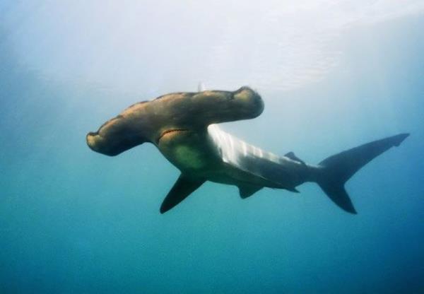 En byk eki kafa; u anda eki kafa olarak bilinen dokuz kpekbal trnn en by kral eki kafa. Maksimum uzunluu 6,1 metreye kadar ulamaktadr. Kral eki kafa bazen boyutu yznden s yerlerde tehlikeye maruz kalmasna ramen tropikal sularda yaamaktadr.