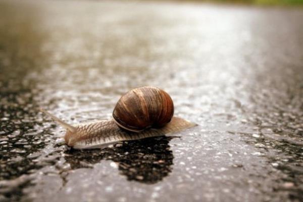 17. Salyangoz yar dzenlemek