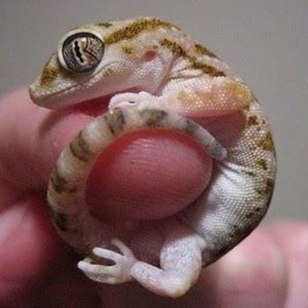 18. Doadaki srngenleri incelemek