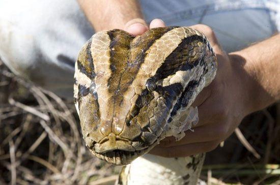 ABD&#8217;nin Florida kentindeki ulusal bir parkta 5 metre uzunluundaki piton grenleri hayrete dryor.