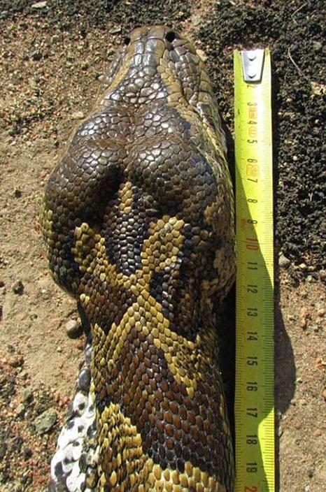 Dev piton karnn doyurmak iin en yanl tercihi yapmt.