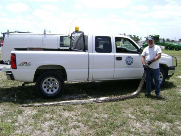 te dnyann farkl yerlerinden dev ylanlar,      <br>  Florida piton kontrol grevlisi Bobby Hill&#8217;in bulduu dii birman pitonu imdiye kadarki tm rekorlar geride brakacak.