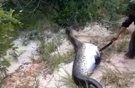 Dev ylannn karnndan kan ok etti!