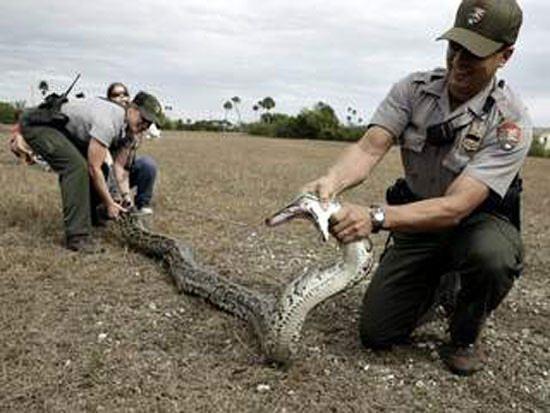 Ylanlarn ithal edilmesinin yasaklanm ve avlanmasna olanak salayan tedbirler alnm olmasna karn Florida eyaletinde Birmanya pitonunun oalmasnn kontrol altna alnamadna iaret eden yetkililer, 2000 ile 2011 yllar arasnda sadece Everglades Ulusal Park'nda ele geirilen ylanlarn saysnn 1825 olduuna dikkati ekiyor.