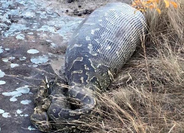 Hareketsiz duran ylann yanna yaklalnca ld anlald.