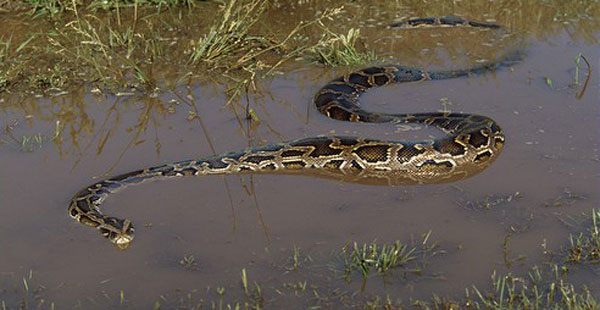 Pitonlar Florida'da yaayanlar iin byk bir tehlike durumunda