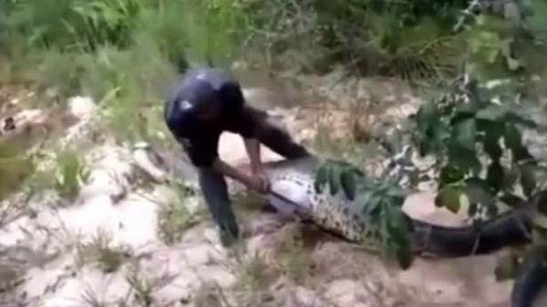 Zira dev ylann iinde kendi gibi dev bir ylan vard.