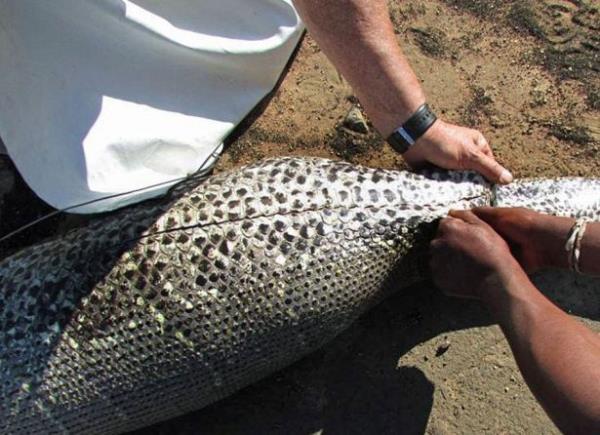 Ksa br sre nce dev bir cismi yuttuu aka belli olan ylann karn ald.