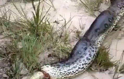 Doa gezintisi yapan bir grup, yeni beslendii anlalan karn ikin bir ylan yakalad.