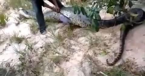 Hareket edemeyen ylann karnn aan avclar, iinden kan karsnda ok oldu.