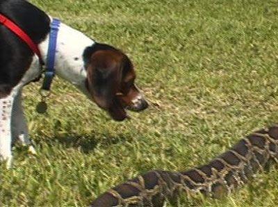 Blge halk bu yzden pitonlarn yaylmasn istemiyor.