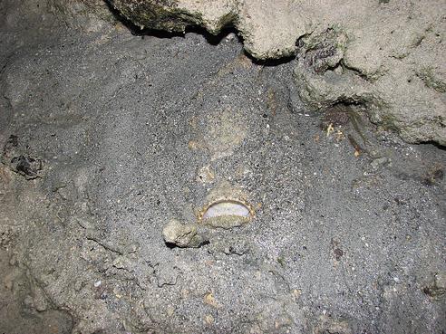 Denizde dalmaya karar verdiniz ve tabanda bir ilginlik farkettiniz...