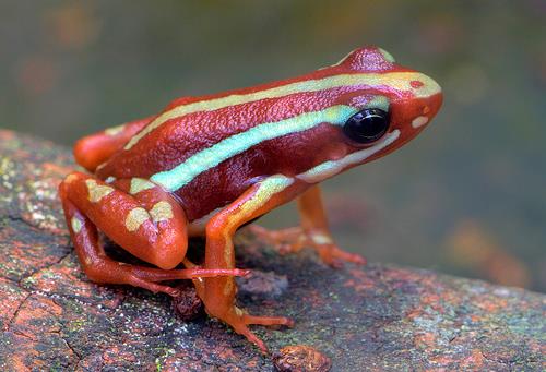 Ona dokunun ve dakikalar iinde hayata veda edin... Diken yok, srmak yok, zehir yok... Derisini kaplayan salgnn, sizin derinizle temas etmesi yeterli...