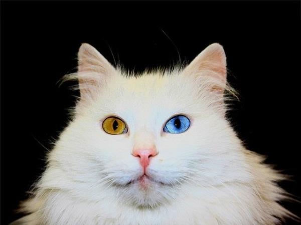 78. VAN - Van Kedisi