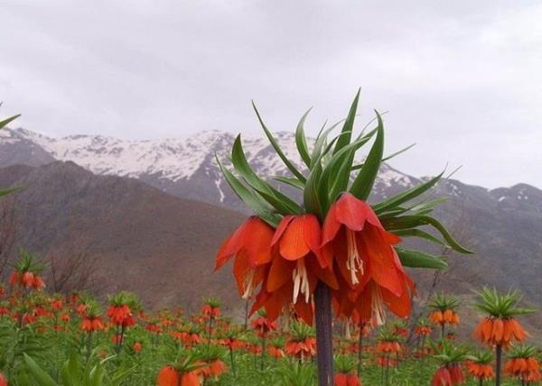 36. HAKKAR - Ters Lale (Alayan Lale)