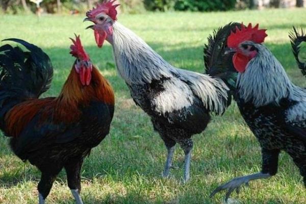 25. DENZL - Denizli Horozu