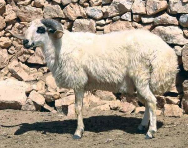 44. KARAMAN - Karaman Koyunu