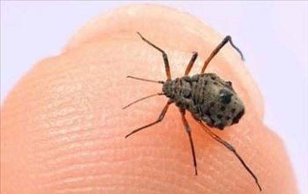 BCEK ISIRIKLARI:<br>      Ar inesi ya da sivrisinek srndan m muzdaripsiniz? Bir ay ka balla kartrdnz limon yayla srn acsn dindirebilirsiniz.