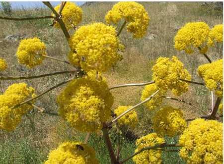 akrotu<br>  Yksek dozlarda kullanm huzursuzluk, baars, diyare, gaz gibi sindirim sistemi rahatszlklar ve dudaklarda imeye neden olabilir.