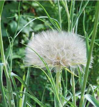 Tekeotu<br>  Kapsller ve tabletler deiik dozajlarda satlmaktadr. Yksek dozlarda kullanm terlemeye ya da hararete neden olabilir.