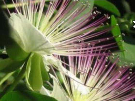 Hiyarembe<br>  Doz am durumunda kramp benzeri ikayetler ve etki oluabilir. Uzun sreli kullanlmada bata potasyum olmak zere elektrolit kaybna neden olabilir. Bu durum barsak sorunlar, kas gszl, dem ve kemik erimesine neden olabilir.