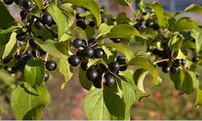 Akdiken (Cehri)<br>  Uzun sreli kullanm zellikle potasyum kaybna neden olabilir. Hamilelik ve emzirme dneminde kullanlmamaldr. Yksek dozda kullanm bbrek iritasyonuna neden olabilir.