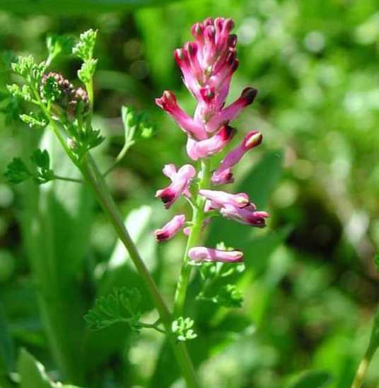 ahtere<br>  Safra kanal tkanklklarnda, safra ta olanlarda ve safra ile ilgili baka rahatszlklarda ayrca hepatitte kullanm tavsiye edilmemektedir.