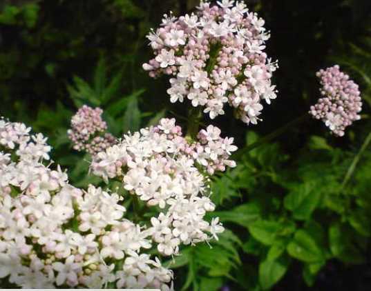 Bakanlk daha nce yaynlad zararl tbbi bitki listesine yenilerini ekledi. Vatandalarn bilinlenmesi ve geliigzel bitki kullanmnn azaltlmas iin yaynlanan yeni listede unlar yer ald:  <br>  Kediotu<br>  El titremesi, bitkinlik, kramp, gs skmas gibi durumlara yol at grlebilir.