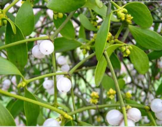 kseotu<br>  Ba ars, hipertansiyon, yksek ate, gs ars, alerjik reaksiyonlar, titremeler, koma ve halusinasyon grlebilir.