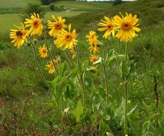 Arnika  Alerjik kiilerde kullanlmamaldr. Gze ve hasarl deriye uygulanmamaldr.
