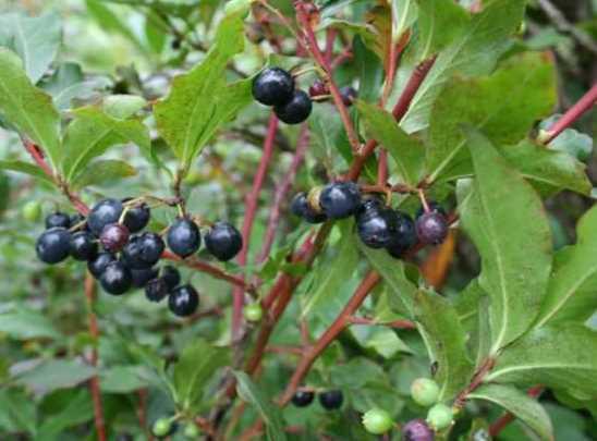 Ay zm<br>  Bulant, kusma, ar duyarlk gsterebilir. Bir haftadan daha uzun sre kullanlmamaldr