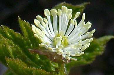 Altnmhr<br>  Bbrek rahatszlklarnda, midede gelien hastalklarda, yeni doanlarda, hamilelerde ve emziren annelerde kullanlmamaldr.