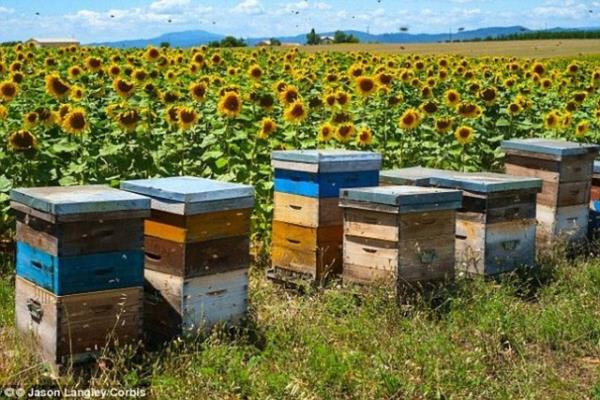 Dnyann en zehirli hayvanlar arasnda yer alan akreplerin nasl oaldklarn biliyor musunuz?