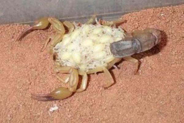 Akrep yavrusu doumdan sonra bir sre annenin srtnda tanr...