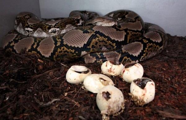 Bir ylan nasl dourur? Hi grm mydnz?