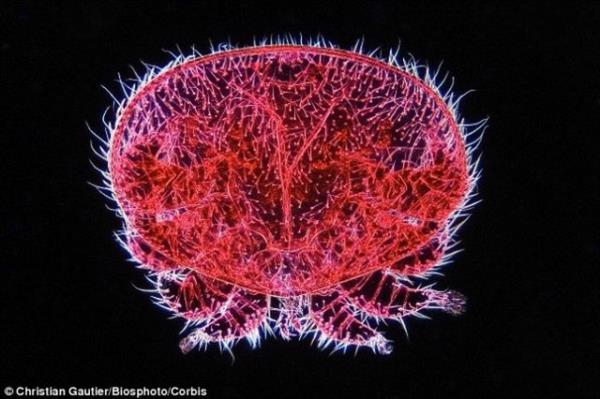 Arlarn nce vcutlar oluuyor. Sonra da kanatlar ve ba ortaya kyor.